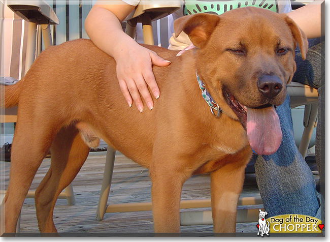 Chopper the Chow Chow, Pitbull mix, the Dog of the Day