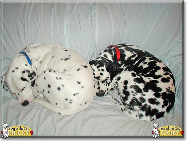 Bucky and Gabby the Dalmatians, the Dog of the Day