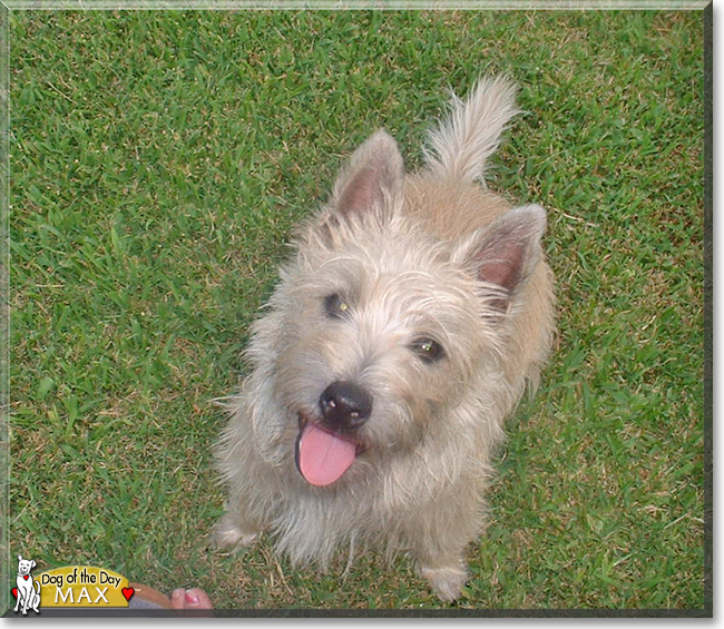 Max the Cairn Terrier, the Dog of the Day