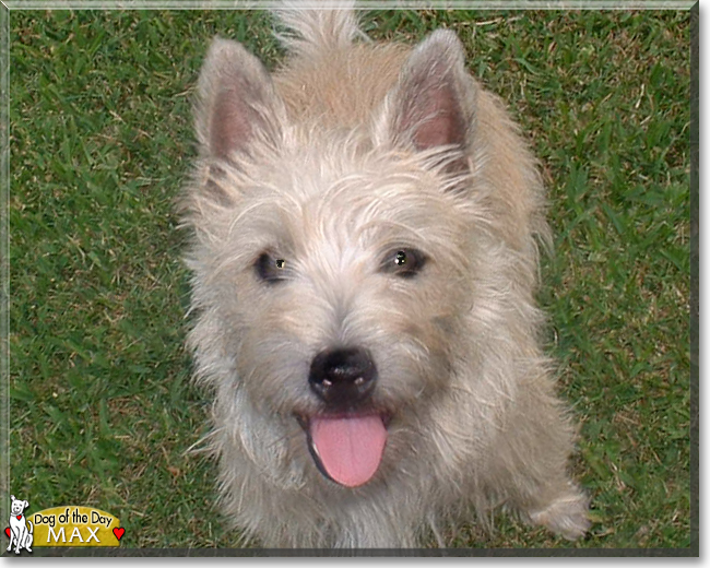 Max the Cairn Terrier, the Dog of the Day