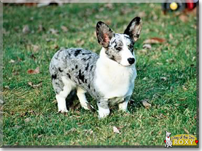 Roxy the Cardigan Welsh Corgi, the Dog of the Day