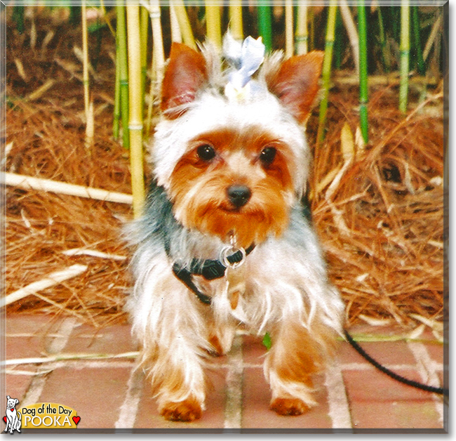 Pooka (Bailey) the Yorkshire Terrier, the Dog of the Day