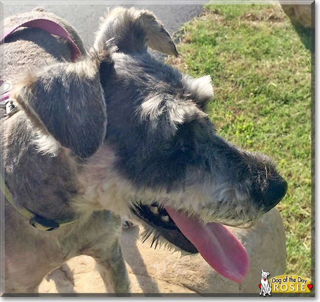 Rosie the Schnauzer, Poodle mix, the Dog of the Day