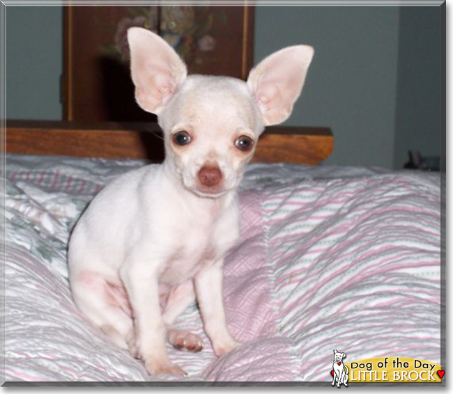 Little Brock the Chihuahua, the Dog of the Day