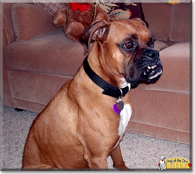 Tilly the Boxer, the Dog of the Day