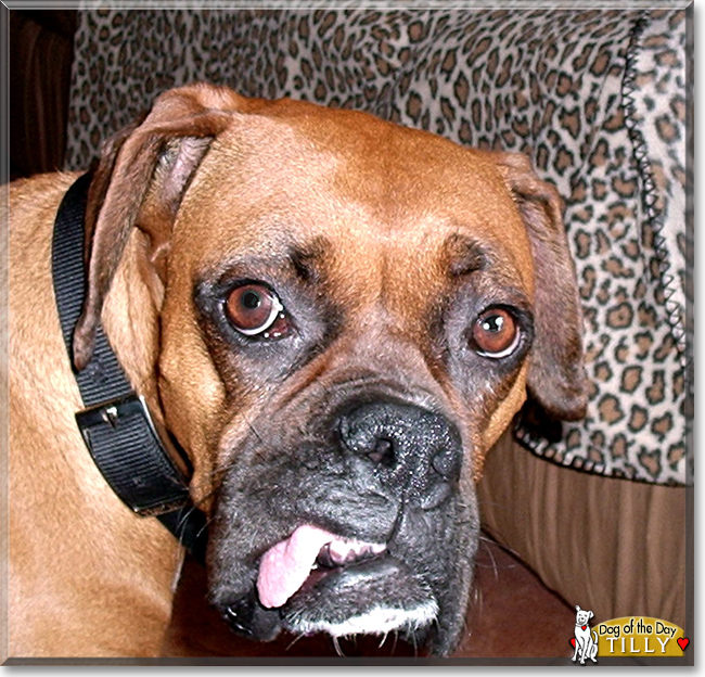 Tilly the Boxer, the Dog of the Day