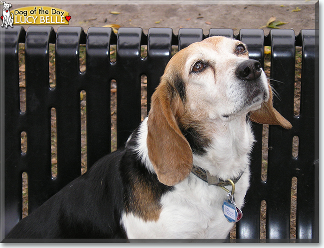 Lucy Belle the Beagle, the Dog of the Day