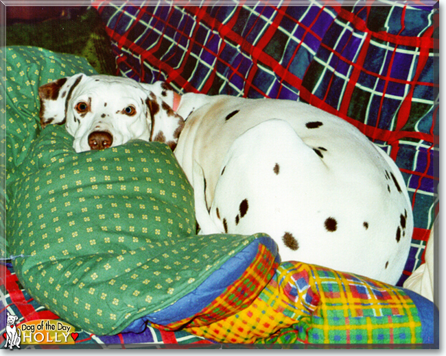 Holly the Dalmatian, the Dog of the Day