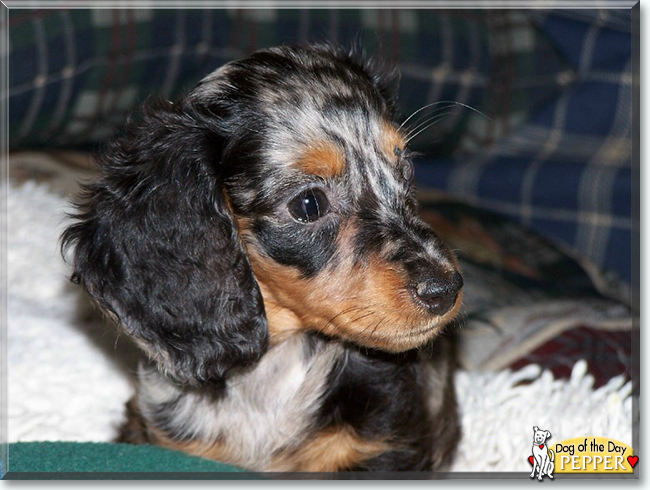 Pepper the Miniature Dachshund, the Dog of the Day
