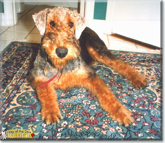 Willie B. the Airedale, the Dog of the Day