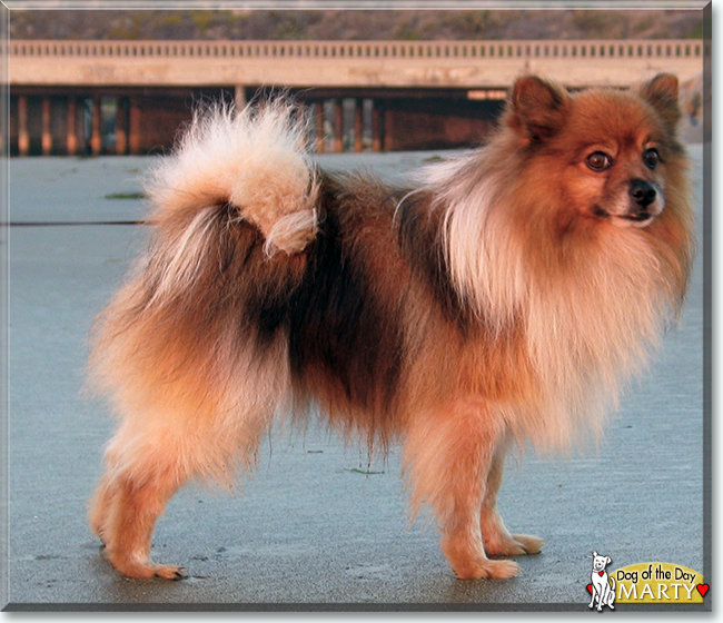 Marty the Pomeranian, the Dog of the Day