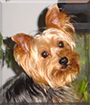 Peanut the Yorkshire Terrier
