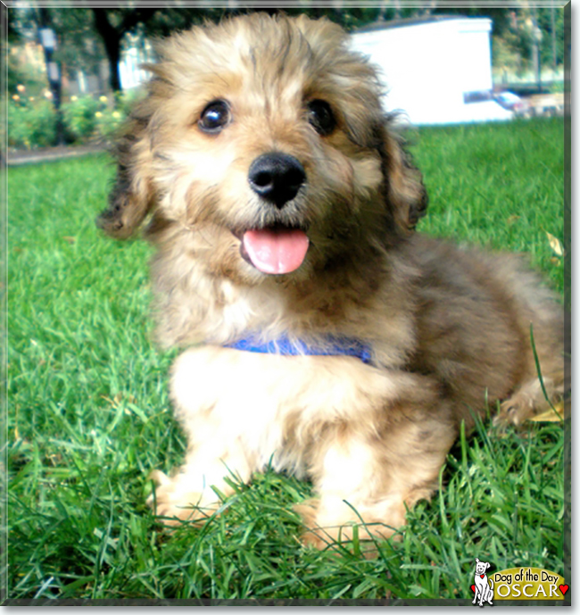 Oliver the Dachshund/Bichon Frise mix, the Dog of the Day