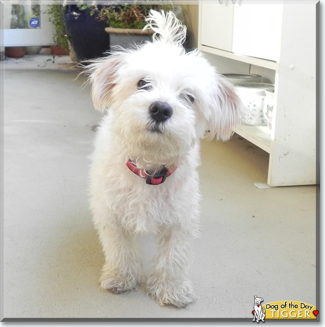 Tigger the Maltese mix, the Dog of the Day