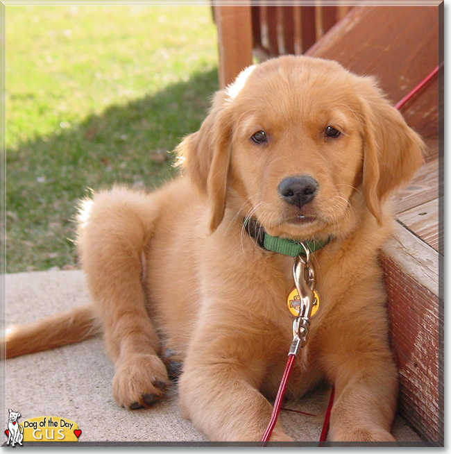 Gus the Golden Retriever, the Dog of the Day