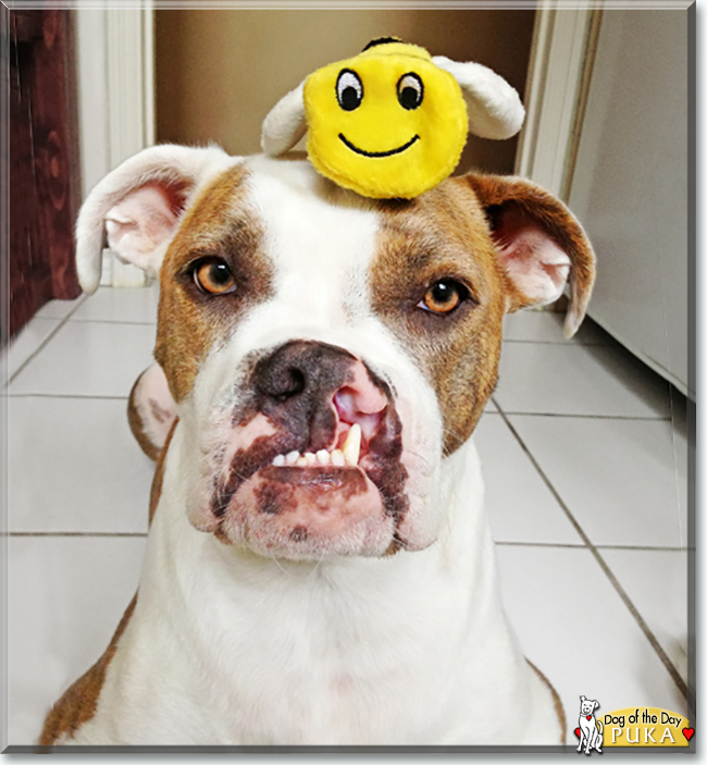 Puka the Boxer mix, the Dog of the Day