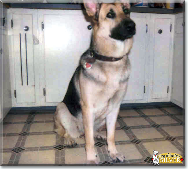 Silver the German Shepherd, the Dog of the Day