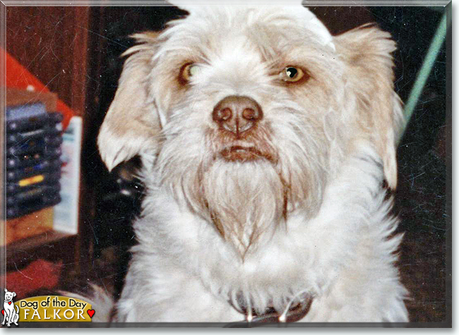 Falkor the Lhasa Apso, Terrier mix, the Dog of the Day