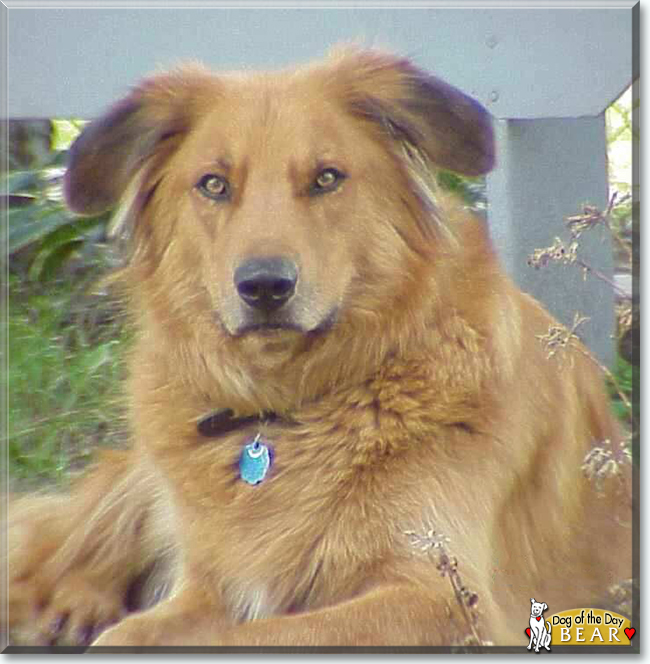 Bear the Golden Retriever, Wolf mix, the Dog of the Day