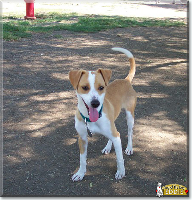 Eddie the Parson Jack Russell Terrier mix, the Dog of the Day