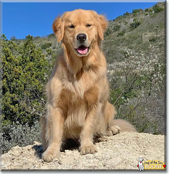 Boone the Golden Retriever, the Dog of the Day