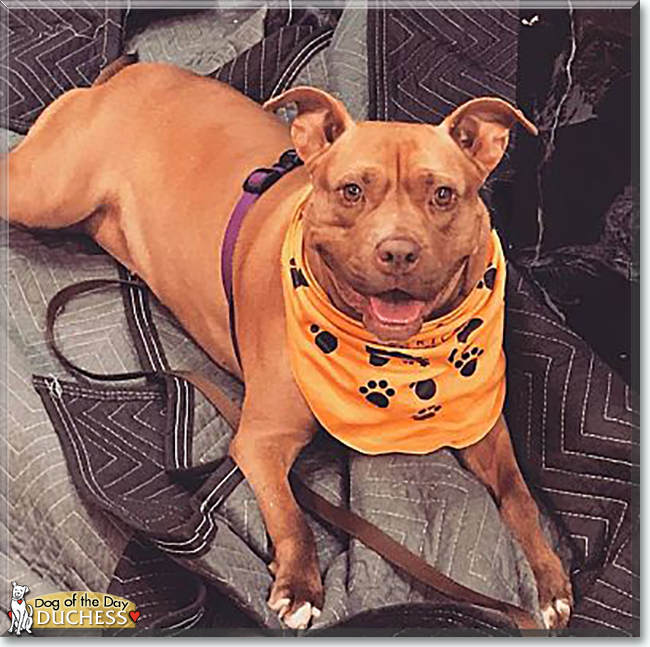 Duchess the American Pitbull Terrier, the Dog of the Day