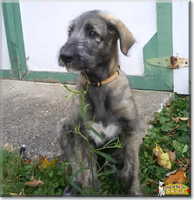Saige the Irish Wolfhound, the Dog of the Day