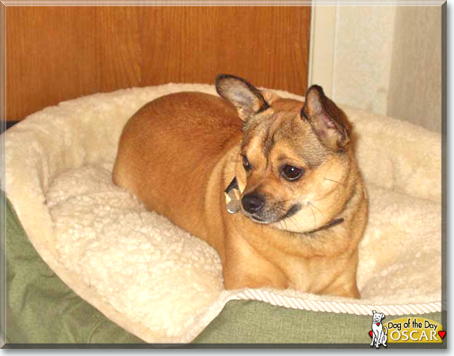 Oscar the Chihuahua/Miniature Pinscher mix, the Dog of the Day