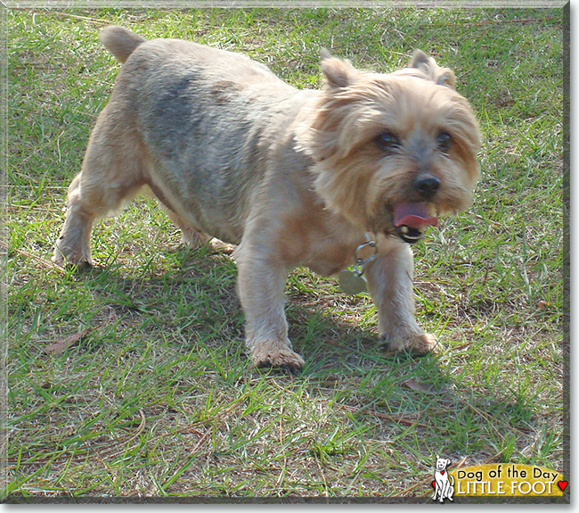 Little Foot the Silky Terrier, the Dog of the Day