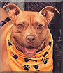 Duchess the American Pitbull Terrier
