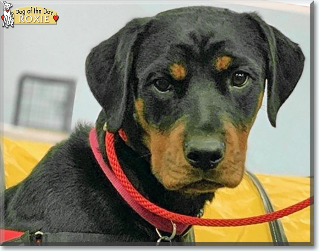 Roxie the Rottweiler, the Dog of the Day
