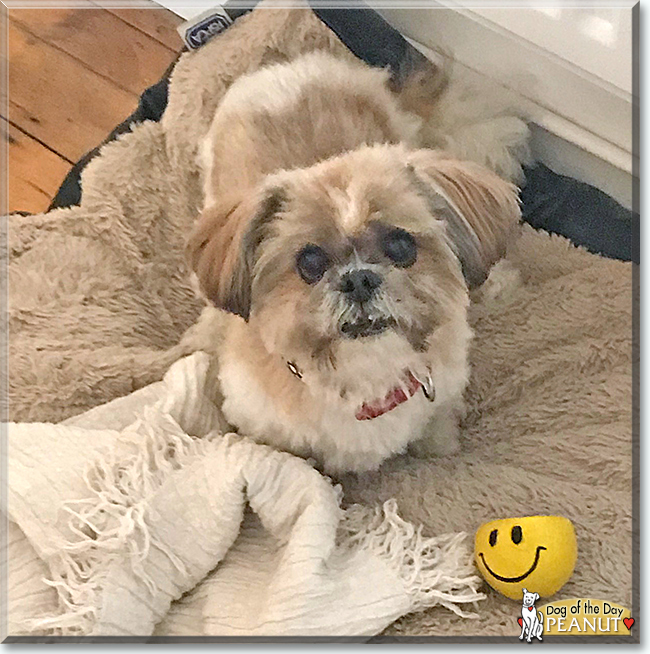 Peanut the Shih Tzu, the Dog of the Day