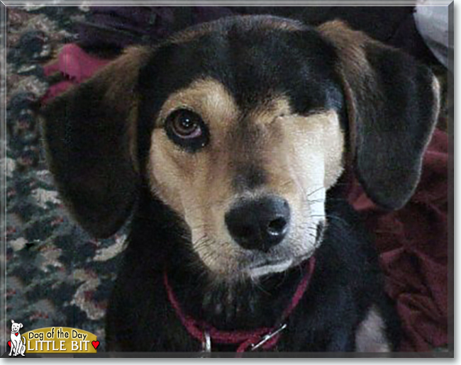 Little Bit the Beagle/German Shepherd mix, the Dog of the Day
