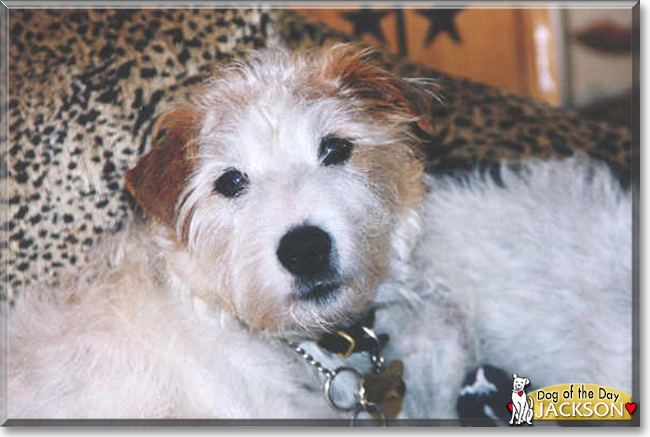 Jackson the Jack Russell Terrier, the Dog of the Day