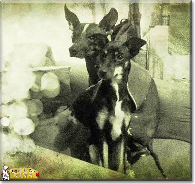 Nina the Xoloitzcuintle, the Dog of the Day