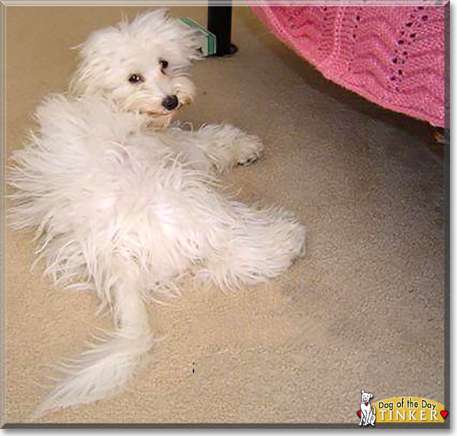 Tinker the Havanese mix, the Dog of the Day
