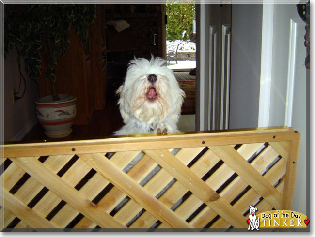 Tinker the Havanese mix, the Dog of the Day