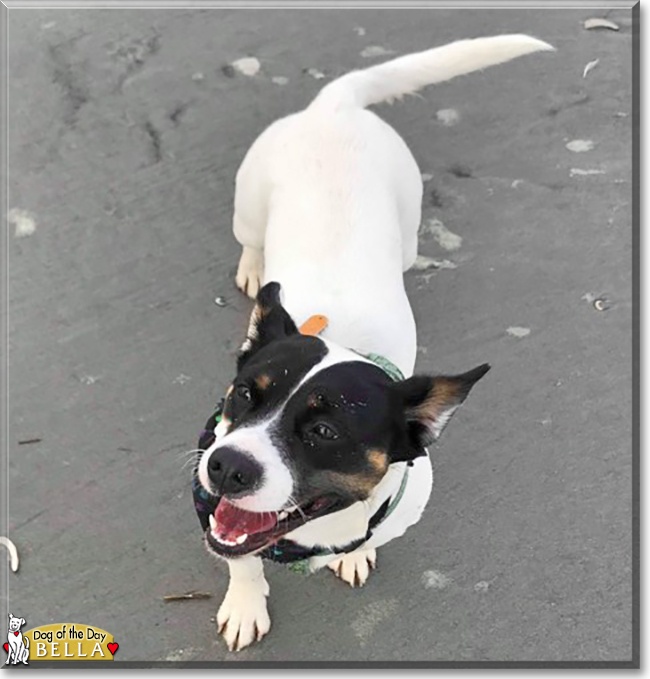 Bella the Jack Russell Terrier mix, the Dog of the Day
