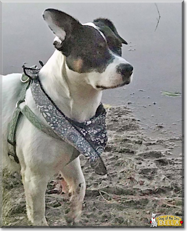 Bella the Jack Russell Terrier mix, the Dog of the Day