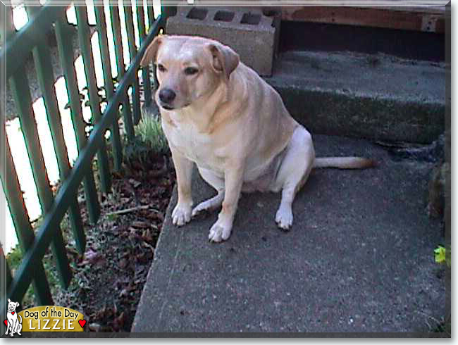 Lizzy the Labrador Retriever mix, the Dog of the Day