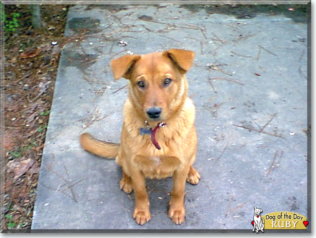 Ruby the Mixed Breed Dog, the Dog of the Day