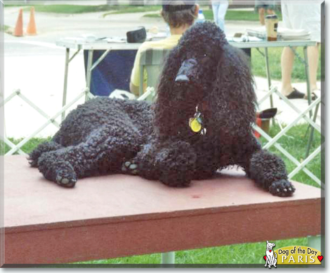 Paris the Standard Poodle text, the Dog of the Day