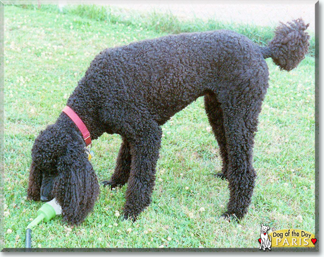 Paris the Standard Poodle text, the Dog of the Day