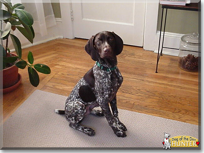 Hunter the German Shorthaired Pointer, the Dog of the Day