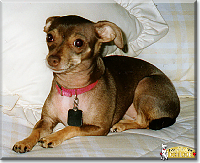 Chloe the Chihuahua, the Dog of the Day