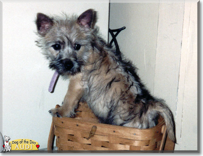 Audi the Cairn Terrier, the Dog of the Day