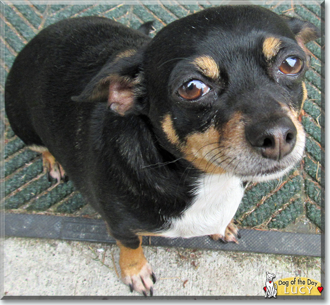 Lucy the Chihuahua, Dachshund mix, the Dog of the Day