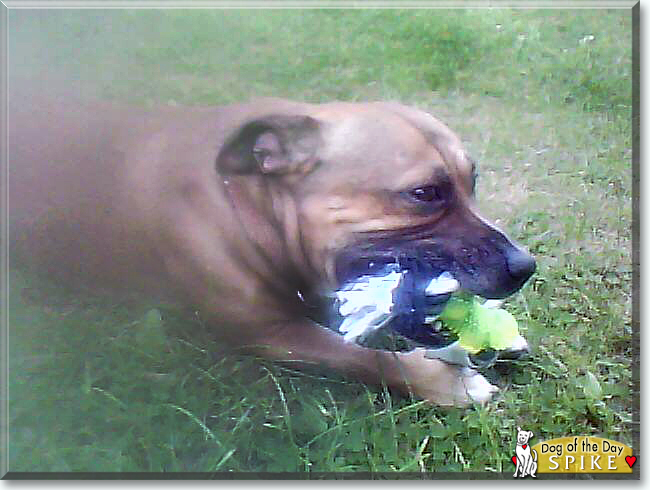 Spike the Staffordshire Bull Terrier, Jack Russell Terrier mix, the Dog of the Day