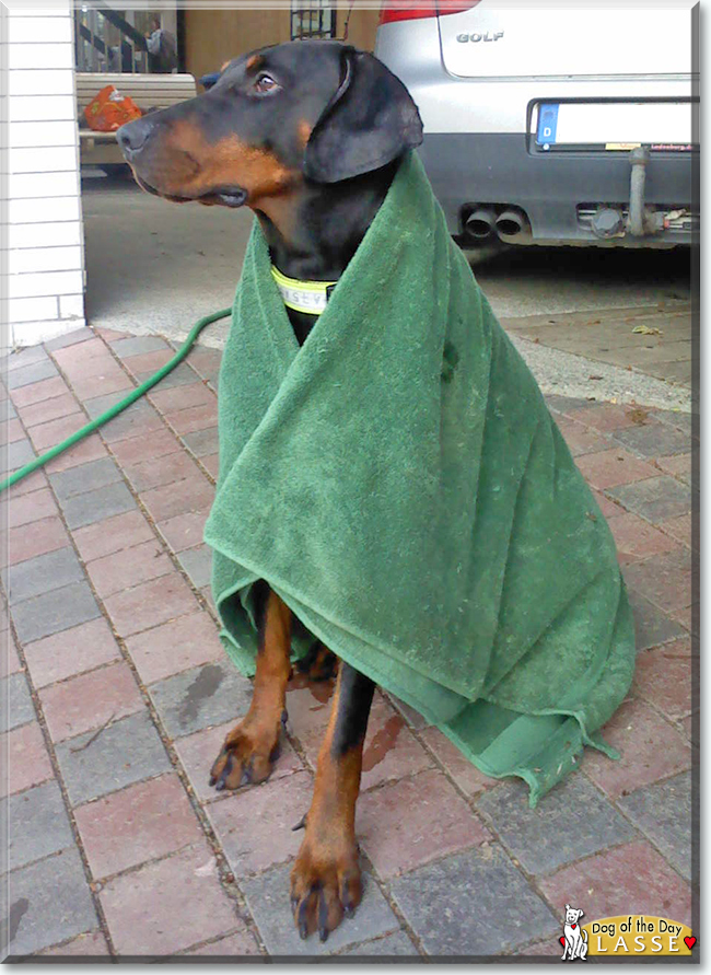 Lasse the Doberman Pinscher, the Dog of the Day