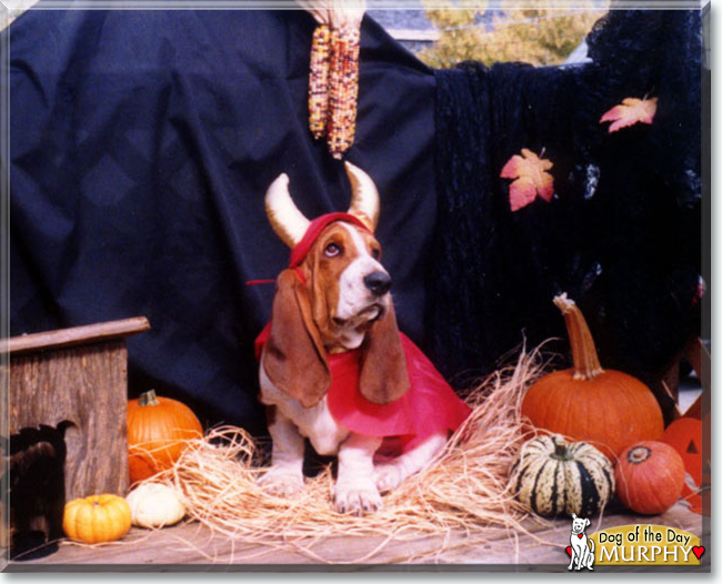Murphy the Basset Hound, the Dog of the Day